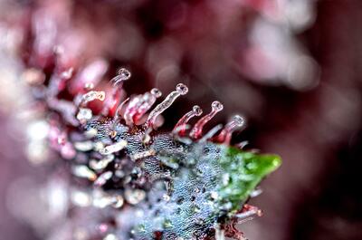 Macro de Diablo Rojo XL Auto (SWS110)® de Sweet Seeds.