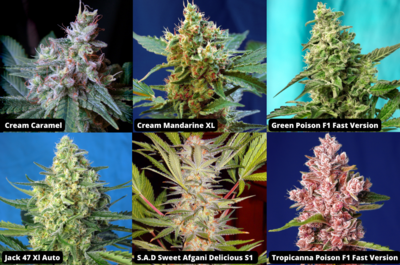 Sweet Seeds®
