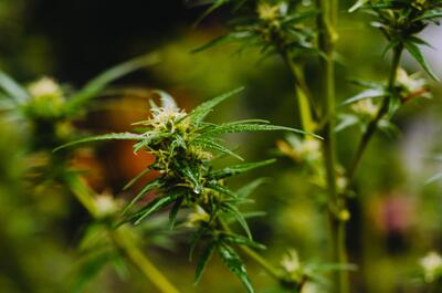 Cannabis