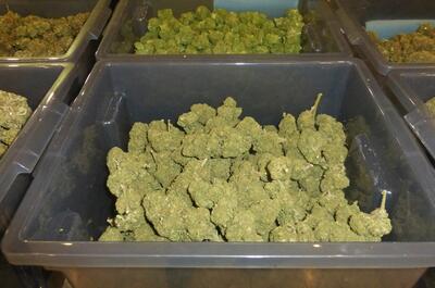 Reportage photo CBD Expo Lyon