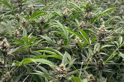  Comment un professionnel cultive à Koh Samui : « La qualité ne se résume pas à 30 % de THC »