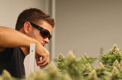 Comment un professionnel cultive à Koh Samui : « La qualité ne se résume pas à 30 % de THC »