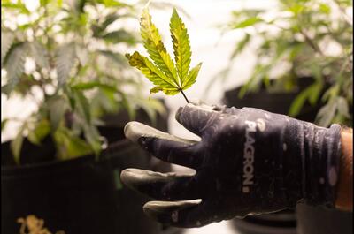 Kwitnienie marihuany - The Perfect Grow