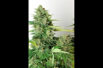 Les French Breeders toujours en action