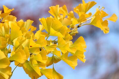 Ginkgo biloba : l’histoire fascinante d’un fossile vivant