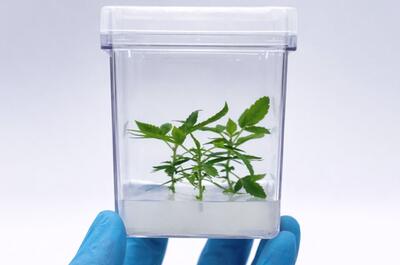 Résistance variétale : l’avenir du cannabis face au HLVd