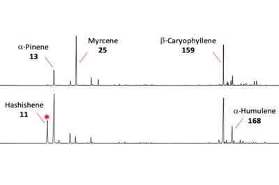 Le Hashishène : découverte d'une molécule unique au coeur du hasch