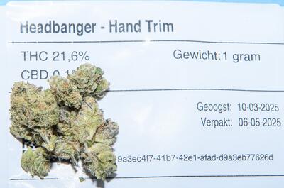 Headbanger de cultivo legal en Holanda