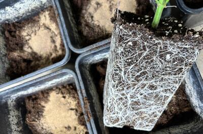 Hmyzí trus – nejlepší hnojivo pro konopí, přesazování