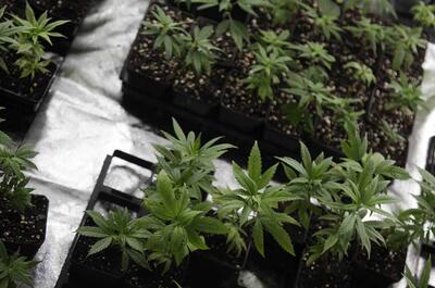 Indica Sativa Trade