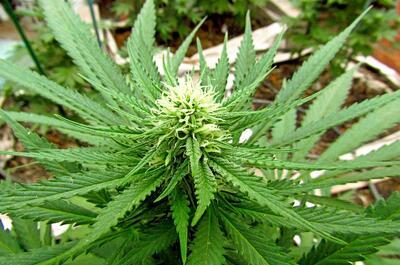 Variedad marihuana de Ketama en tercera semana de floración