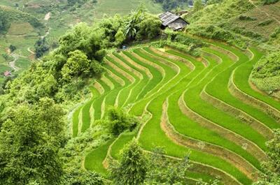 Tarasowe pola ryżowe w Banaue