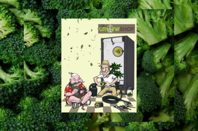 Dirk’s Growshop: Die Top-Adresse für legale Heimanbauer in Deutschland