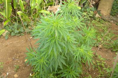 Un plant de Zamal Mangue-carotte.