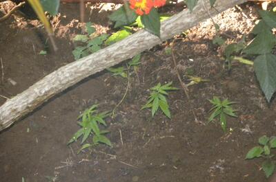 Des jeunes pousses de Zamal Mangu'Ka.