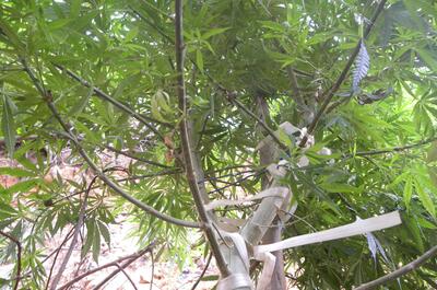 Les cultivateurs réunionnais utilisent les techniques de palissage. 