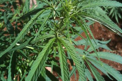 La Mangu'O Pepper est un cross pur Zamal issu d'une mère Mangue Carotte et d'un père Mauve Poivré.