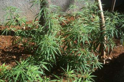 Une culture de Mangu'O Pepper dans un jardin réunionnais.