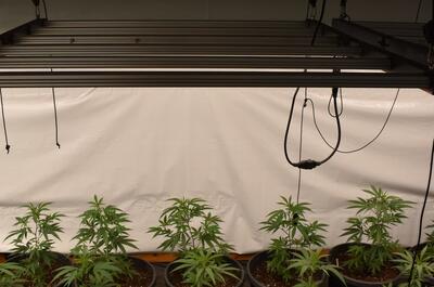 Cultivo de interior con led regulables