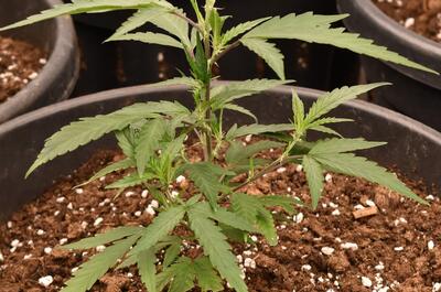 Macetas marihuana de 25 litros