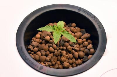 Reciclaje de sustrato en cultivo sostenible de marihuana