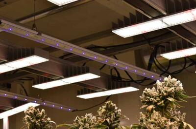 UV záření a konopí