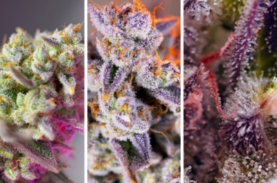 Sweet Mimosa XL Auto®, Tropicanna Poison XL Auto®️,   Purple Punch OG XL Auto®