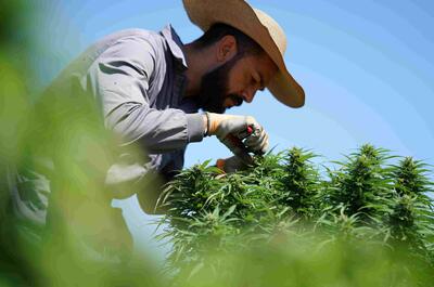 orti castello, canapa, 