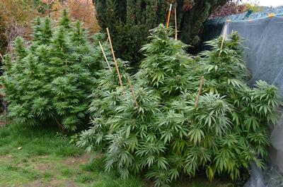 Ces plantes ont été cultivées en Auvergne à 650 mètres d'attitude. 