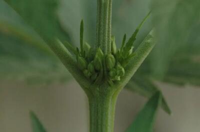 Photo de fleurs de cannabis mâles