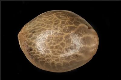Photo macro de graines de cannabis Critical Cheese de Dinafem