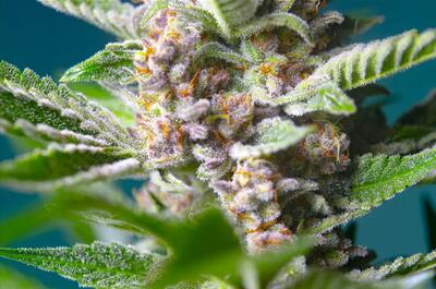 Purple PunchOG XL Auto par Sweet Seeds
