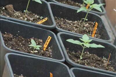 Image de jeunes plants de cannabis transplantés dans leurs pots