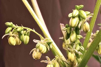 Male flowers are now mature and ready to pollinate the female.