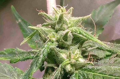 A seeded female plant that is now 4 weeks into 12/12.