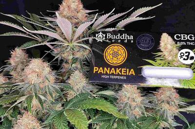 Panakeia: descanso natural con CBG