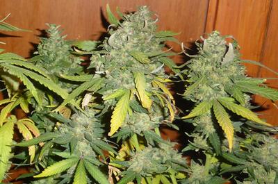 Faut t-il tailler l’apex des plantes ?