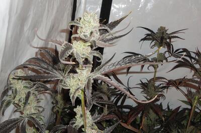 Golden Lungs Crew : les cultivateurs de l’est de la France