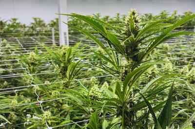 Profesjonalna uprawa konopi w Tajlandii