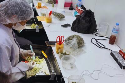 Profesjonalna uprawa konopi w Tajlandii