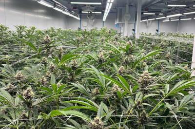 Wie ein Profi auf Koh Samui anbaut: „Qualität bedeutet nicht 30 % THC“