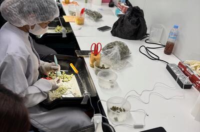 Wie ein Profi auf Koh Samui anbaut: „Qualität bedeutet nicht 30 % THC“