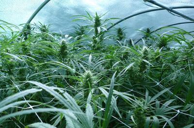 Des monster plants en région Rhöne-Alpes