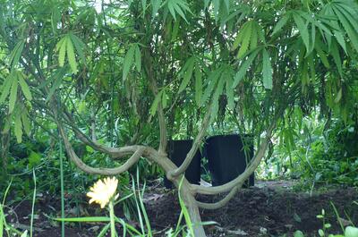 Des monster plants en région Rhöne-Alpes