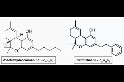 La chimie inattendue de Radula perrottetii