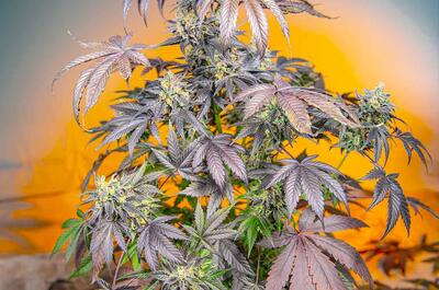 Red Strawberry Banana Auto® (SWS90)