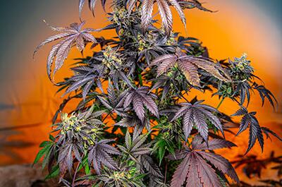 Red Gorilla Girl XL Auto