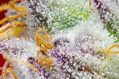 Red Gorilla Girl XL Auto® (SWS89).