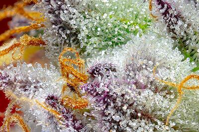 Red Gorilla Girl XL Auto