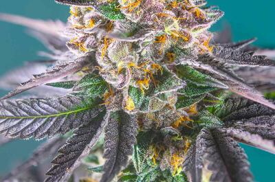 Red Strawberry Banana Auto® (SWS90).